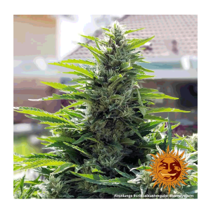 Barneys Farm Critical Kush | Regulär | 10 Samen