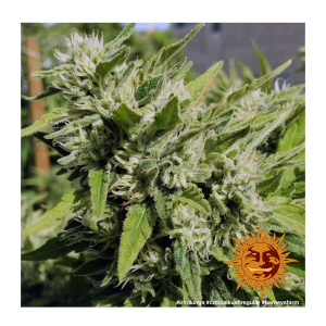 Barneys Farm Critical Kush | Regulär | 10 Samen