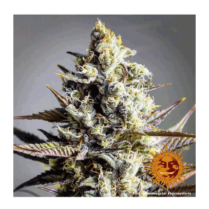 Barneys Farm Critical Kush | Regulär | 10 Samen