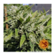 Barneys Farm Critical Kush | Regulär | 10 Samen