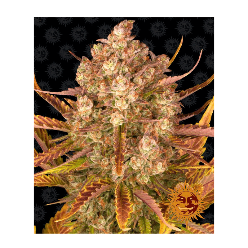 Barneys Farm Dos Si Dos | Automatik | 3 Samen