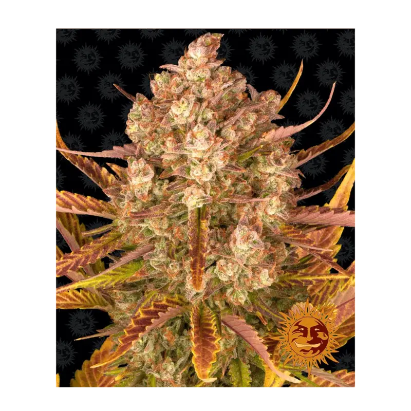 Barneys Farm Dos Si Dos - Automatic - 3 seeds