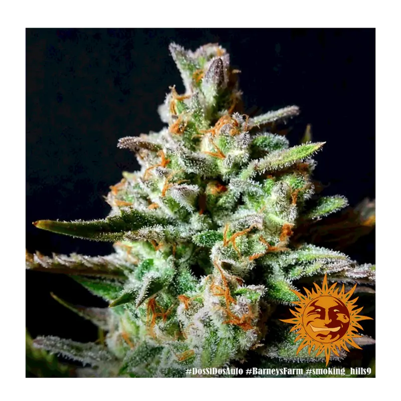 Barneys Farm Dos Si Dos - Automatic - 3 seeds