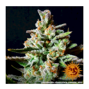 Barneys Farm Dos Si Dos | Automatik | 3 Samen