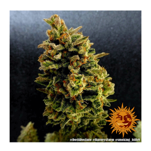 Barneys Farm Dos Si Dos | Automatik | 3 Samen