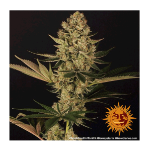 Barneys Farm Dos Si Dos 33 | Feminisiert | 10 Samen