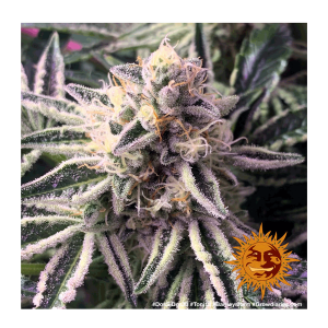 Barneys Farm Dos Si Dos 33 | Feminisiert | 5 Samen