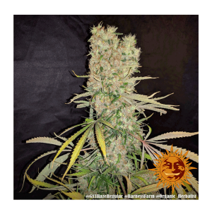 Barneys Farm G13 Haze | Regulär | 10 Samen