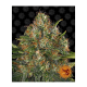 Barneys Farm G13 Haze | Regulär | 10 Samen