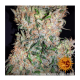 Barneys Farm G13 Haze | Regulär | 10 Samen