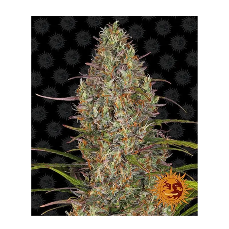 Barneys Farm Glue Gelato - Automatic - 3 seeds -...