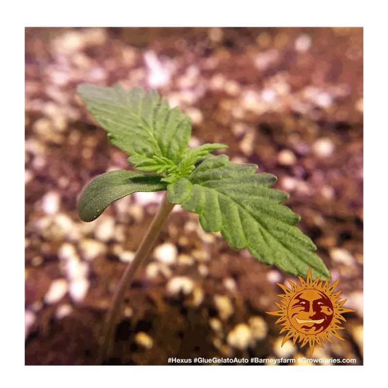 Barneys Farm Glue Gelato - Automatic - 3 seeds -...