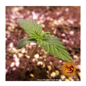 Barneys Farm Glue Gelato | Automatik | 3 Samen -...