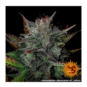 Barneys Farm Glue Gelato | Automatik | 3 Samen - Auslaufartikel