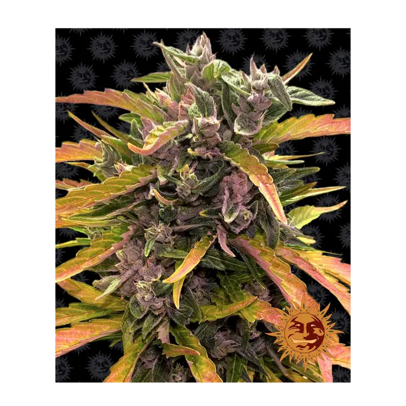 Barneys Farm Gorilla Glue - Automatic - 3 seeds