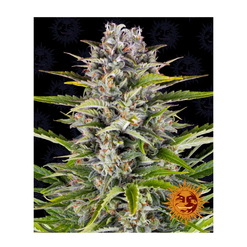 Barneys Farm Gorilla Zkittlez - Automatic - 3 seeds