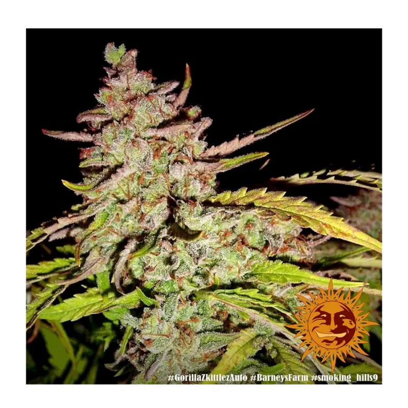 Barneys Farm Gorilla Zkittlez - Automatic - 3 seeds