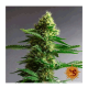 Barneys Farm Gorilla Zkittlez | Feminisiert | 10 Samen