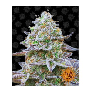 Barneys Farm Gorilla Zkittlez | Feminisiert | 5 Samen