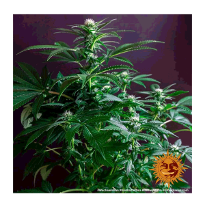 Barneys Farm Gorilla Zkittlez | Feminisiert | 5 Samen