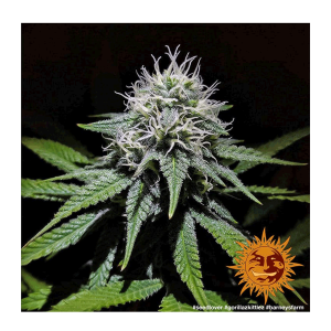Barneys Farm Gorilla Zkittlez | Feminisiert | 5 Samen
