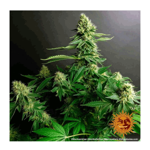 Barneys Farm Gorilla Zkittlez | Feminisiert | 5 Samen