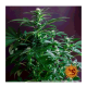 Barneys Farm Gorilla Zkittlez | Feminisiert | 5 Samen
