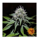 Barneys Farm Gorilla Zkittlez | Feminisiert | 5 Samen