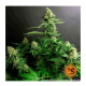 Barneys Farm Gorilla Zkittlez | Feminisiert | 5 Samen
