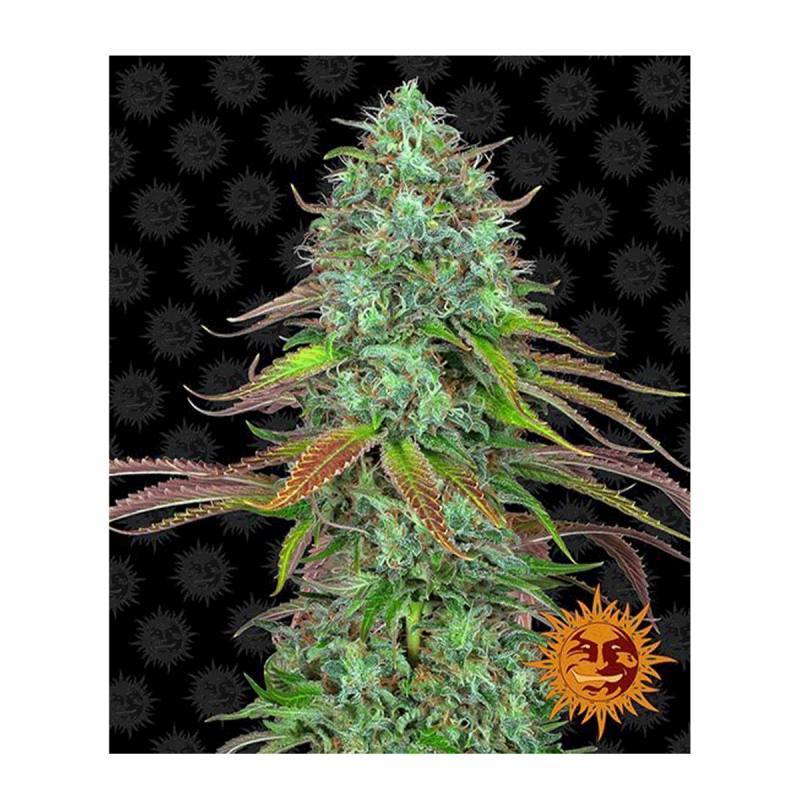 Barneys Farm LSD | Automatik | 3 Samen