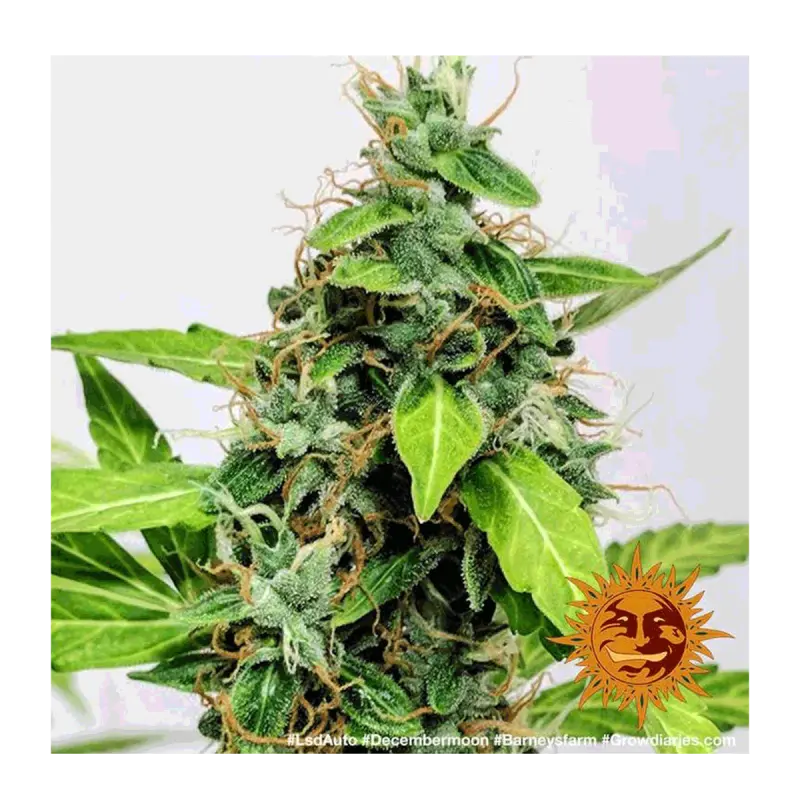 Barneys Farm LSD - Automatic - 3 seeds