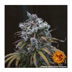 Barneys Farm LSD | Automatik | 3 Samen