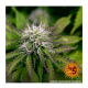 Barneys Farm LSD | Automatik | 3 Samen