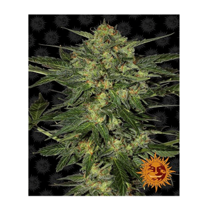 Barneys Farm LSD | Feminisiert | 10 Samen