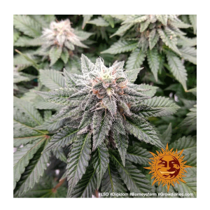 Barneys Farm LSD | Feminisiert | 10 Samen