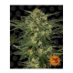 Barneys Farm LSD | Feminisiert | 10 Samen