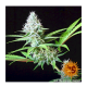 Barneys Farm LSD | Feminisiert | 10 Samen