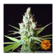 Barneys Farm LSD | Feminisiert | 10 Samen