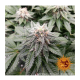 Barneys Farm LSD | Feminisiert | 5 Samen