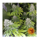 Barneys Farm LSD | Feminisiert | 5 Samen