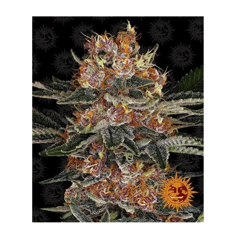 Barneys Farm Purple Punch - Automatic - 3 seeds