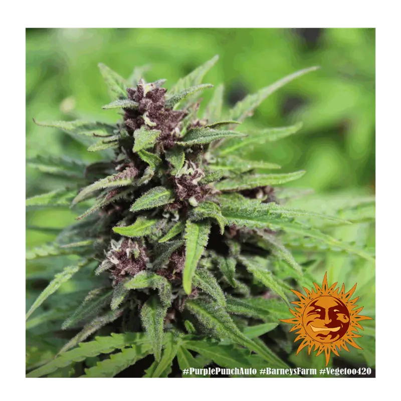 Barneys Farm Purple Punch - Automatic - 3 seeds
