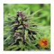 Barneys Farm Purple Punch | Automatik | 3 Samen