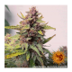 Barneys Farm Purple Punch | Automatik | 3 Samen