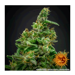 Barneys Farm Purple Punch | Feminisiert | 10 Samen