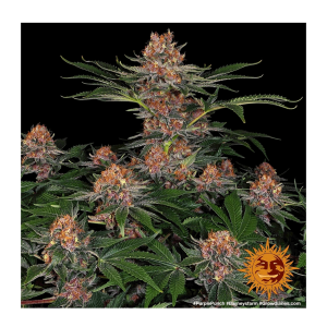 Barneys Farm Purple Punch | Feminisiert | 10 Samen