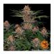 Barneys Farm Purple Punch | Feminisiert | 10 Samen