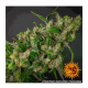 Barneys Farm Purple Punch | Feminisiert | 5 Samen