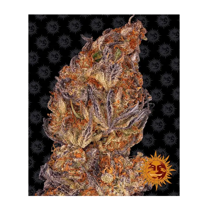 Barneys Farm Runtz - Automatic - 3 seeds