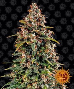 Barneys Farm Watermelon Zkittlez | Automatik | 3 Samen
